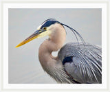 Heron in the Water