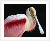 Roseate Spoonbill Against the Dark