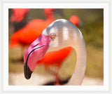 Flamingo - Tropical Beauty