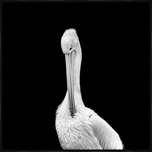 White Pelican in the Dark