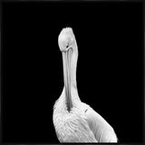 White Pelican in the Dark