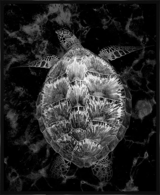 Turtle in Black