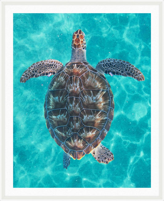 Sea Turtle