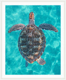 Sea Turtle