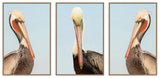 Pelican Brief Triptych. Set of 3