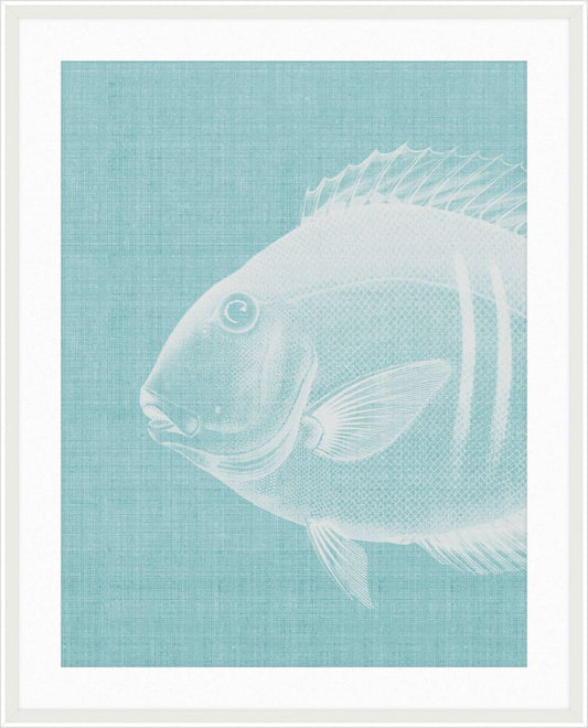 Go Fish in Cooled Blue Grande II