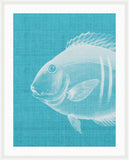 Go Fish in Scuba Blue Grande II