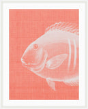 Go Fish in Pinky Peach Grande II