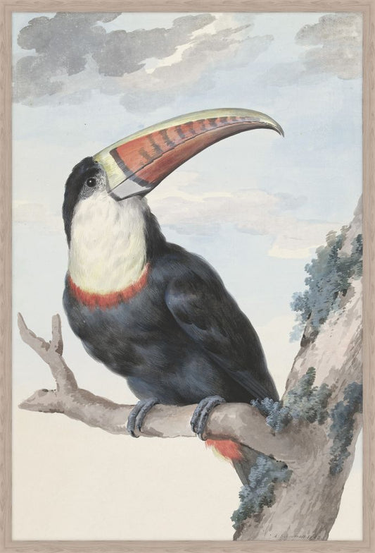 Red Billed Toucan