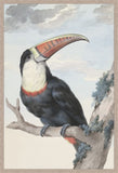 Red Billed Toucan