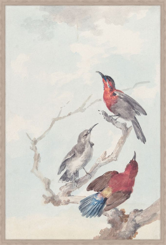 Three Crimson Sun Birds
