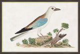 European Roller I