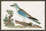 European Roller II