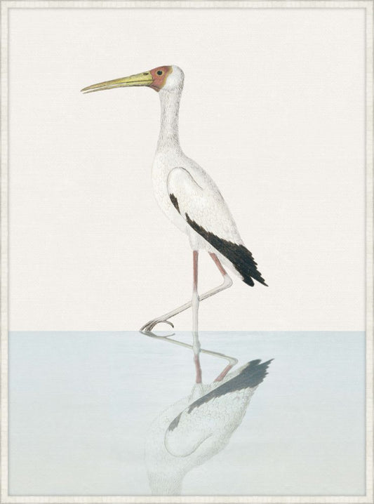 Yellow Billed Stork