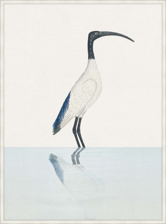 Sacred Ibis
