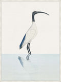 Sacred Ibis