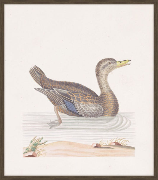Roan Duck