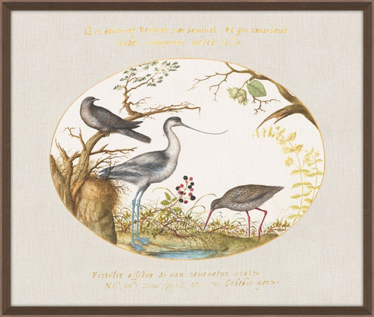 Avocet with 2 Other Birds