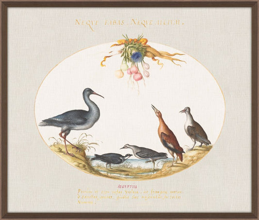 Sandpipers and Other Shore Birds