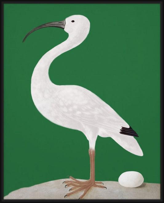White Ibis with Green