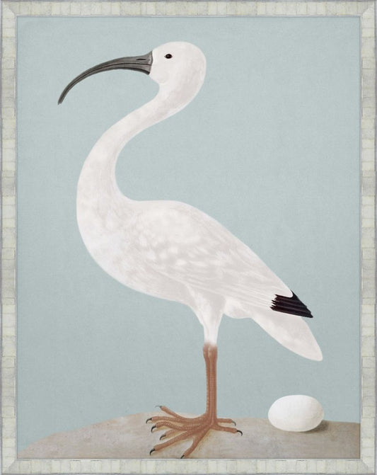 White Ibis with Light Teal Grande