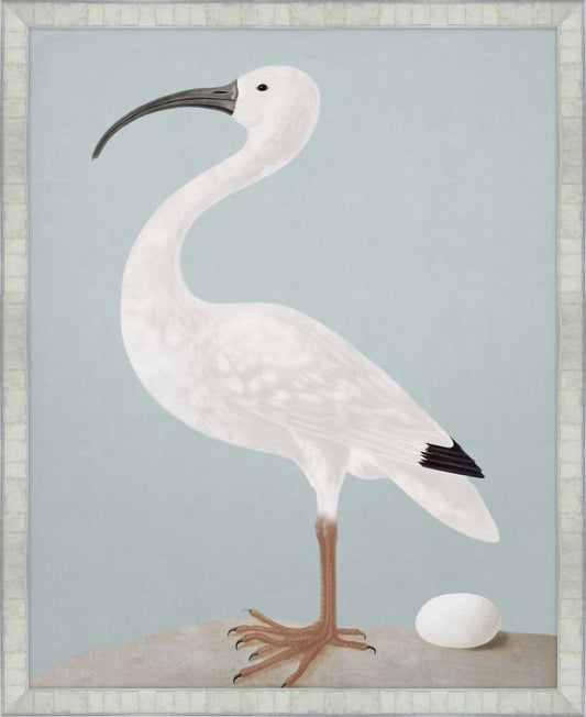 White Ibis with Light Teal