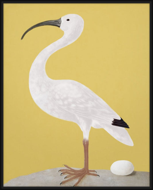 White Ibis on Yellow