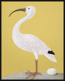 White Ibis on Yellow