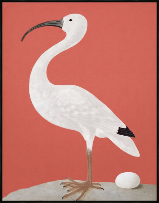 White Ibis on Coral Grande