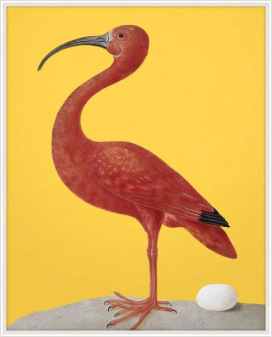 Red Scarlet Ibis with Yellow