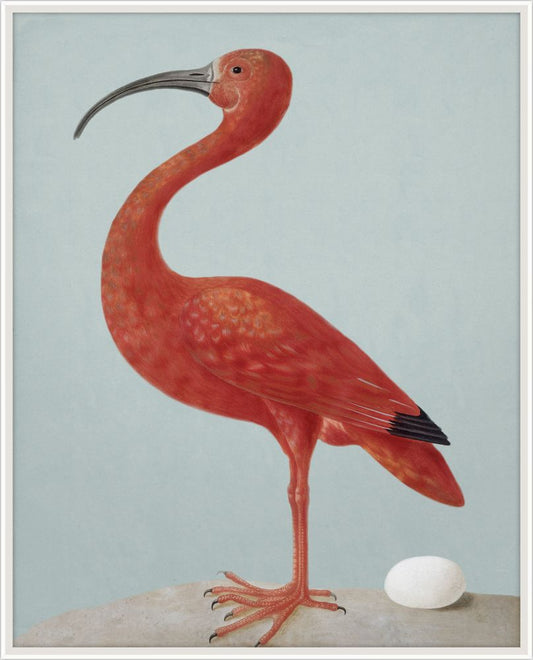 Red Scarlet Ibis with Grey