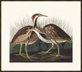 Audubon Bittern