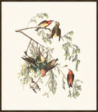 Audubon American Crossbill