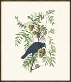 Audubon American Crow
