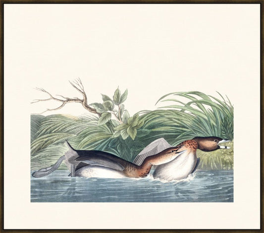 Audubon American Pied Billed