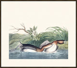 Audubon American Pied Billed