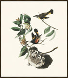Audubon American Redstart