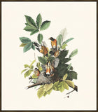 Audubon American Robin