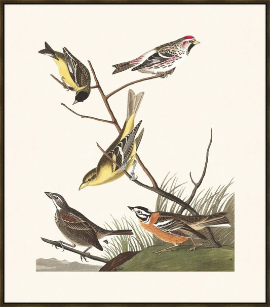 Audubon Arkansaw Siskin, Mealy Red-poll, Louisiana Tanager, Townsend's Bunting, Buff-breasted Finch