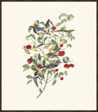 Audubon's Warbler, Hermit Warbler, Black-throated gray Warbler