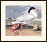 Audubon Cayenne Tern
