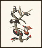 Hairy Woodpecker, Red-bellied Woodpecker, Red-shafted Woodpecker, Lewis' Woodpecker, Red-breasted Woodpecker