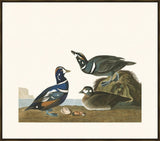 Audubon Harlequin Duck