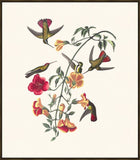 Audubon Mango Hummingbird