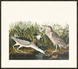 Audubon Night Heron