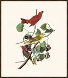 Audubon Summer Red Bird
