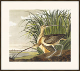 Audubon Long Bill Curlew