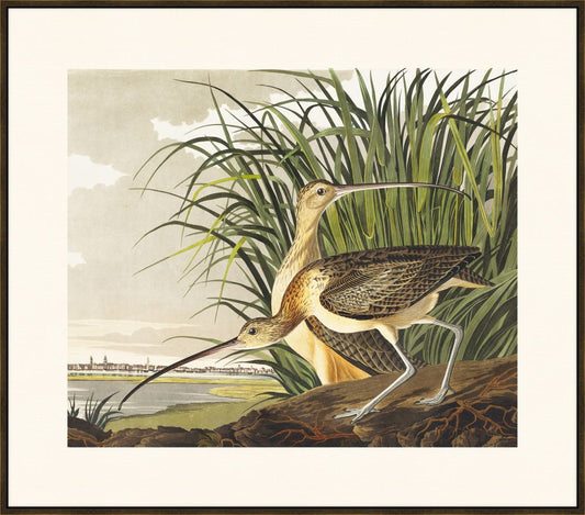 Audubon Long Bill Curlew