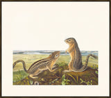 Audubon Leopard Spermophile