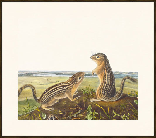Audubon Leopard Spermophile